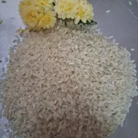فروش برنج کامفیروز ی