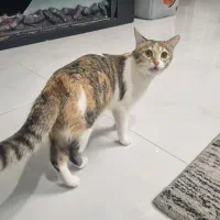 یه گربه دستی دارم که از بچگی بزرگش کردم