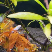 ماهی گوپی|ماهی|زرقان, |دیوار