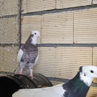 دوجفت طوقی درشت اس