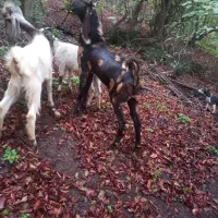 نر بز  تکه پلنگی پاکستانی