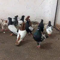 ۲۵کبوتر پرنده رنگی اندیمشک