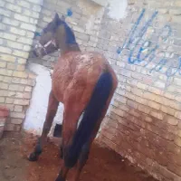 اسب نریان سواری