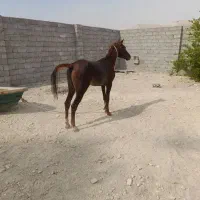 اسب|اسب و تجهیزات اسب‌سواری|بندرلنگه, |دیوار