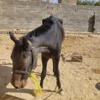 دوتا اسب ترکمن مادیان ۱۰۰ میلیون|اسب و تجهیزات اسبسواری|مشهد, شهید شهریاری|دیوار