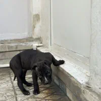 سگ اصیل از نژاد|سگ|دورود, |دیوار