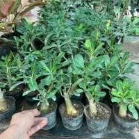 فروش گل آدنیوم در رشت|گل و گیاه طبیعی|رشت, بیجارپس|دیوار