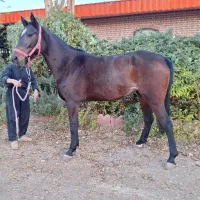 اسب ترکمن|اسب و تجهیزات اسب‌سواری|تهران, شهرک غرب|دیوار