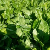 سبزی رامهرمز فقط عمده|خوردنی و آشامیدنی|بندر امام خمینی, |دیوار