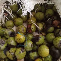 گردو خوب روغنی