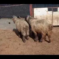 قوچ و بره قوچ|حیوانات مزرعه|شیراز, داریون|دیوار