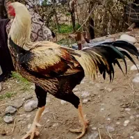 خروس لاری|حیوانات مزرعه|مشهد, دانشجو|دیوار