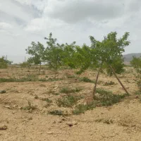 باغ با فنس و کانکس|فروش زمین و ملک کلنگی|عسگران, |دیوار