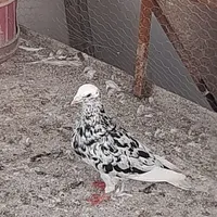 کبوتر سرور خال سیاه نر جوان پرشی