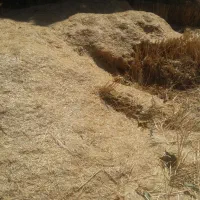 کاه گندم آبی