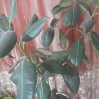 گل فیکوس|گل و گیاه طبیعی|خرم‌آباد, |دیوار