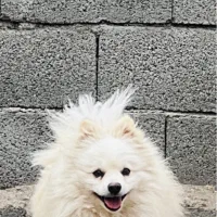 نر یک ساله پامرانین|سگ|سیرجان, |دیوار