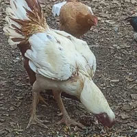 خروس لاری