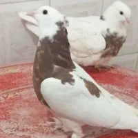 کبوتر‌طوقی مفلق|پرنده|اصفهان, مسجد مصلی|دیوار