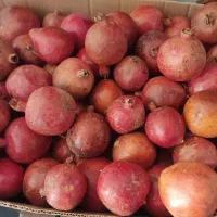 انار|خوردنی و آشامیدنی|قائن, |دیوار