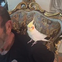 عروس هلندی نر سخنگو