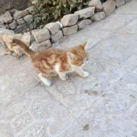 واگذاری حیوون خونگی رایگان|گربه|تربت جام, شهرک معلم|دیوار