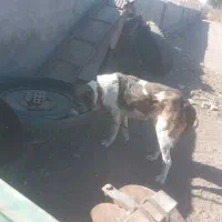 سگ سرابی|سگ|خوسف, |دیوار