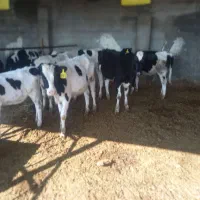 گوساله ماده|حیوانات مزرعه|تربت جام, میان جام|دیوار