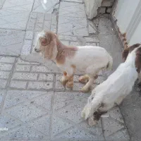 خریدوفروش بره شیری وبزغاله شیری