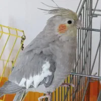 عروس هلندی ماده آهویی