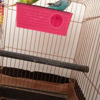 یک جفت مرغ عشق زیبا