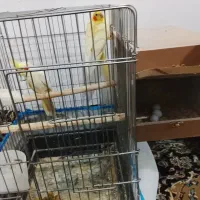 یک جفت عروس هلندی صددرصد تضمینی