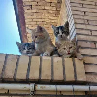 گربه