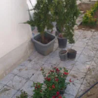 چمنکاری.کوددهی هرس گلکاری جابجای بیل زدن|خدمات باغبانی و درختکاری|پردیس, |دیوار