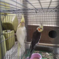 عروس هلندی جفت مولد