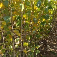 پــخش انــواع نـهـال هــای درجـه یک|خدمات باغبانی و درختکاری|شیراز, تپه تلویزیون|دیوار