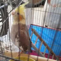 عروس هلندی|پرنده|کهریزک, |دیوار