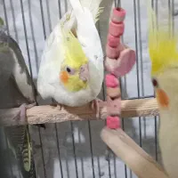 عروس هلندی نر|پرنده|پاکدشت, پاکدشت (مامازند)|دیوار