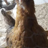 سلام مرغ محلی  با۱۲جوجه درخورموج هستم|حیوانات مزرعه|خورموج, |دیوار