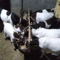 بز پاکستانی|حیوانات مزرعه|فریمان, |دیوار