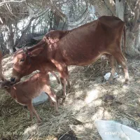 گاو فروشی همراه با گوساله