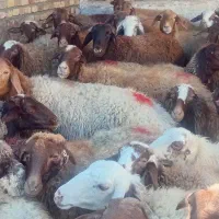 44راس میش ابستن یک و دوو شکم