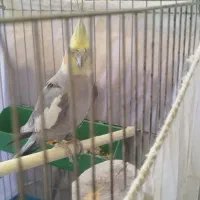 عروس هلندی