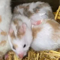 همستر خوشگل|موش و خرگوش|کرج, کمال‌شهر|دیوار