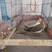 پرنده زیبا