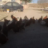 سلام خروس محلی جوان ۳۵ عدد فروش یکجا و تکی|حیوانات مزرعه|هلالی, |دیوار