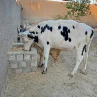 فروش گاوه|حیوانات مزرعه|باوی, |دیوار