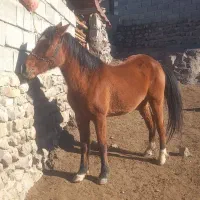 مادیان|اسب و تجهیزات اسب‌سواری|الموت, |دیوار