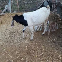 بزبزغاله داردوقلو|حیوانات مزرعه|علی‌آباد کتول, |دیوار