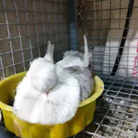 کبوتر نوک قنار ماده